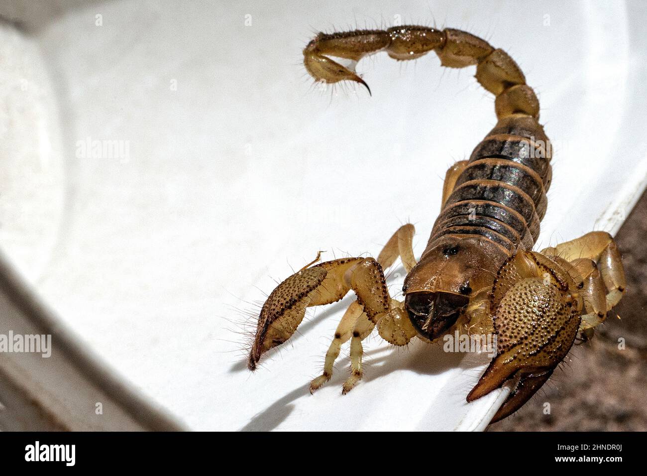 Scorpion de terriers montrant la piqûre et les grands pincettes. Banque D'Images
