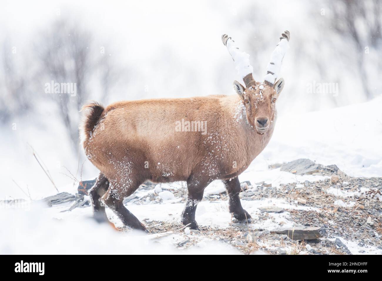 Ibex alpin dans le massif des Ecrins , France Banque D'Images