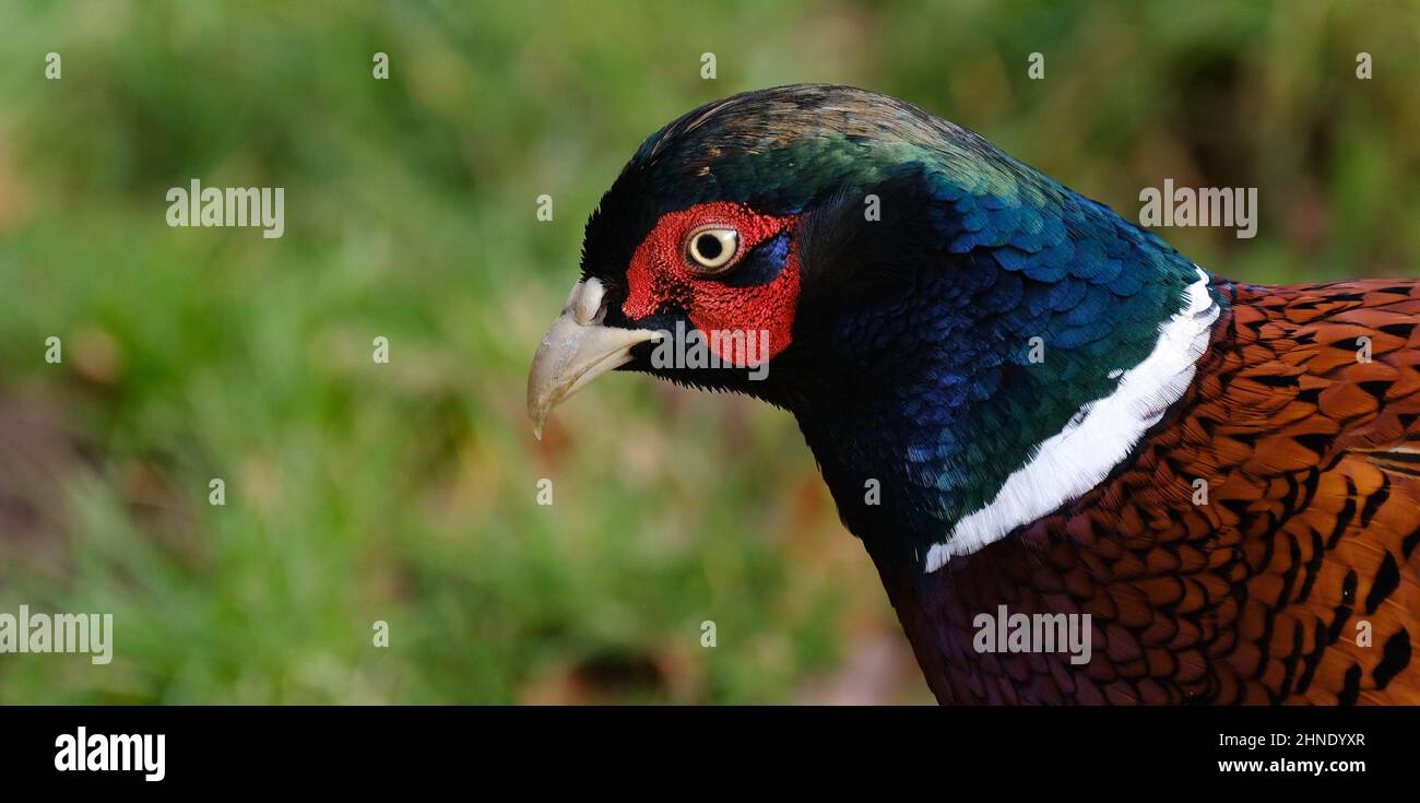 Les faisans sont des oiseaux de plusieurs genres de la famille des Phasianidae, dans l'ordre des Galliformes. Banque D'Images