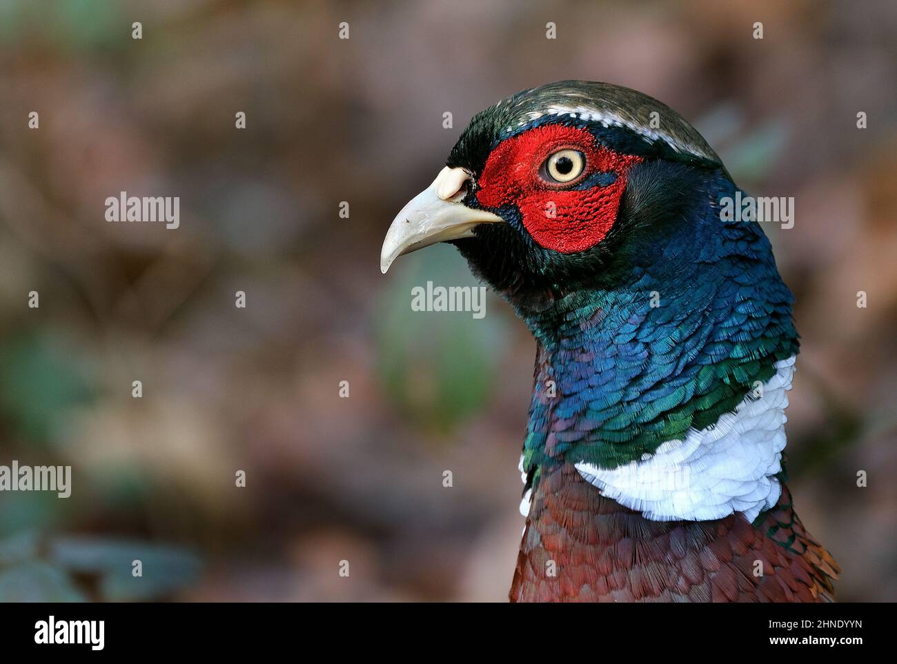 Les faisans sont des oiseaux de plusieurs genres de la famille des Phasianidae, dans l'ordre des Galliformes. Banque D'Images