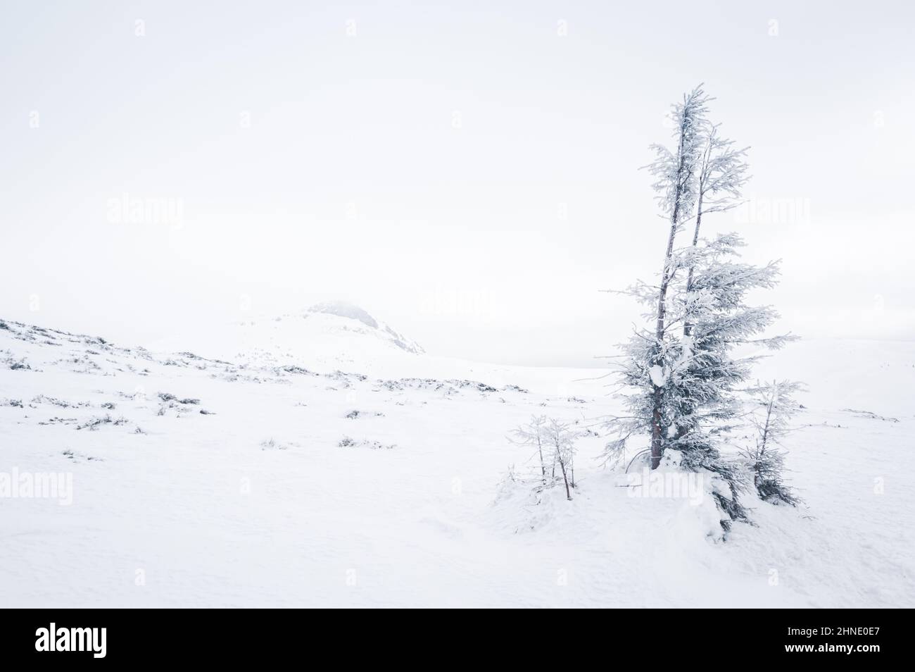 Montagnes Bucegi, Roumanie. Magnifique paysage des montagnes carpathes en hiver Banque D'Images