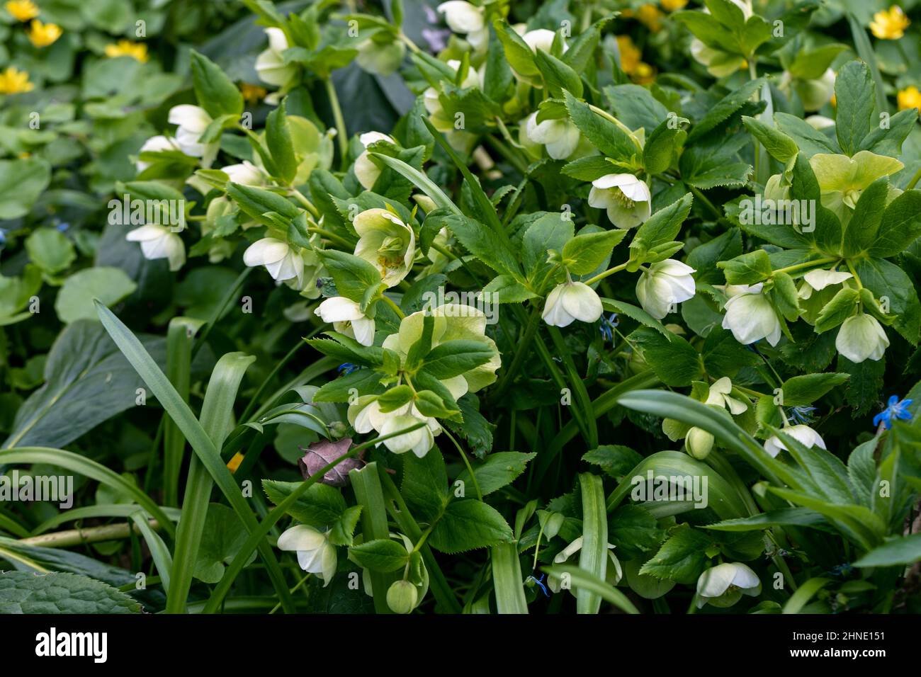 Helleborus orientalis hybrides de ballard fleur à pois jaune Banque D'Images