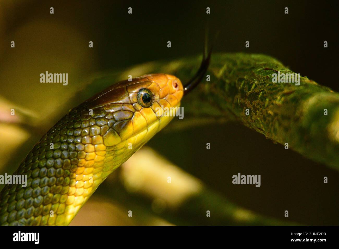 Serpent esculapien, Zamenis longissimus, vallée de la rivière San, Bieszczady, Pologne. Banque D'Images