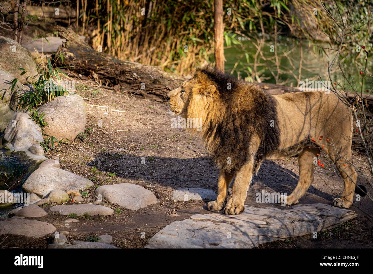 Un lion majestueux avance par beau temps Banque D'Images