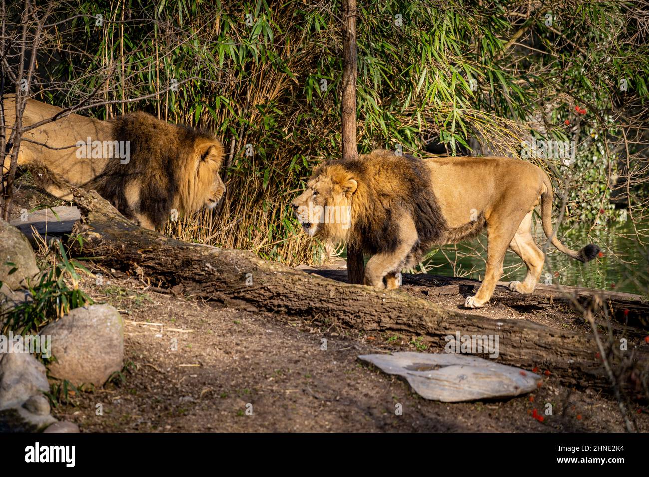Deux lions se menacent l'un l'autre par beau temps dans la nature Banque D'Images