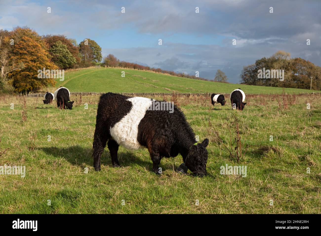 Bétail Galloway beffroi paître dans le champ, Dumfries et Galloway, Écosse, Royaume-Uni Banque D'Images