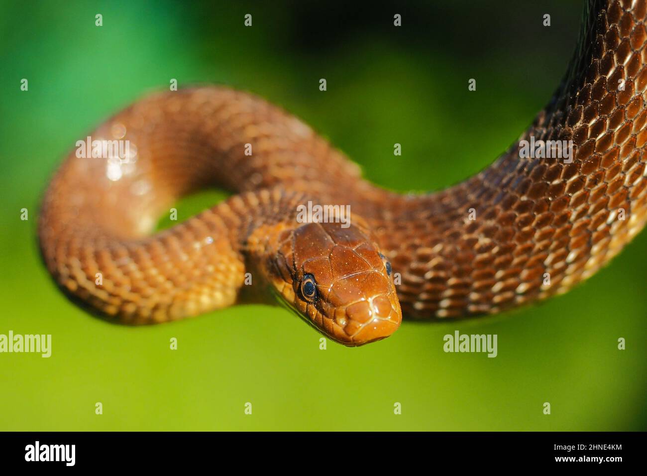 Serpent esculapien, Zamenis longissimus, vallée de la rivière San, Bieszczady, Pologne. Banque D'Images