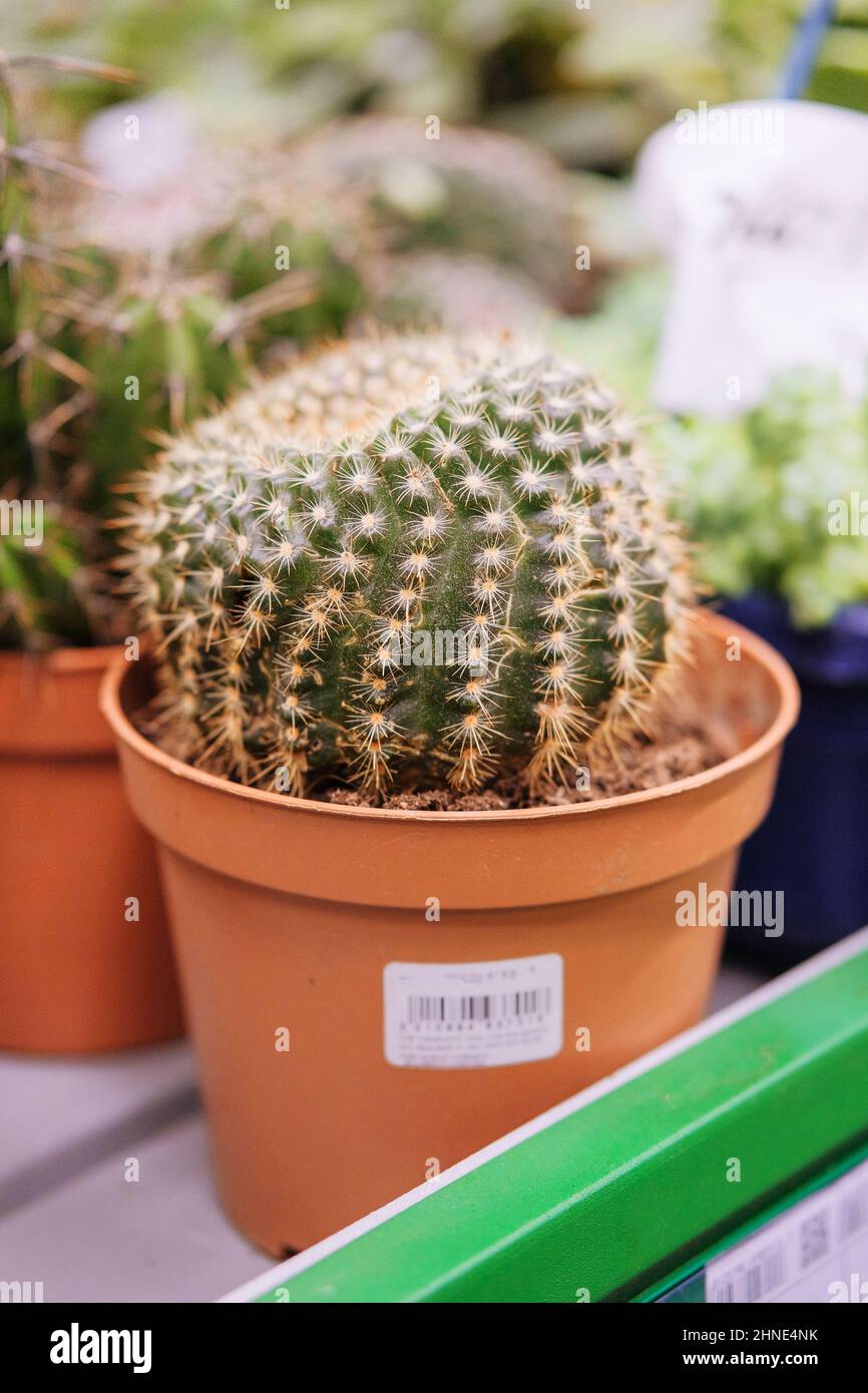 Plante verte de cactus avec des pointes, autour de l'arbre dans un petit pot. Cactus vendu en magasin. Banque D'Images