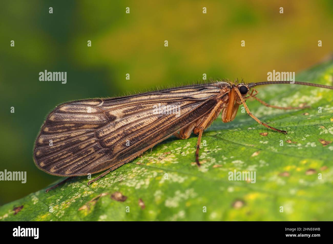 Caddisflies Banque de photographies et d’images à haute résolution Alamy