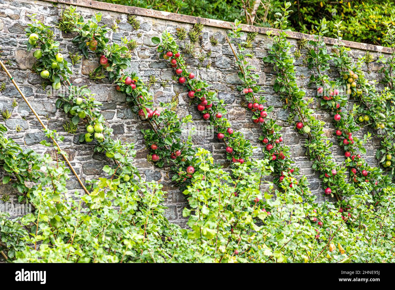 Les pommes de cordon mûrissent dans le jardin clos du domaine du château de Torrisdale, sur la péninsule de Kintyre, Argyll & Bute, Écosse, Royaume-Uni Banque D'Images