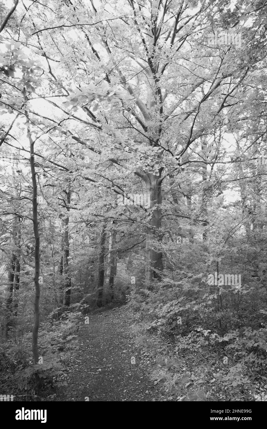 Sentier avec beaucoup de feuilles et un grand arbre avec des branches blanches en noir et blanc Banque D'Images