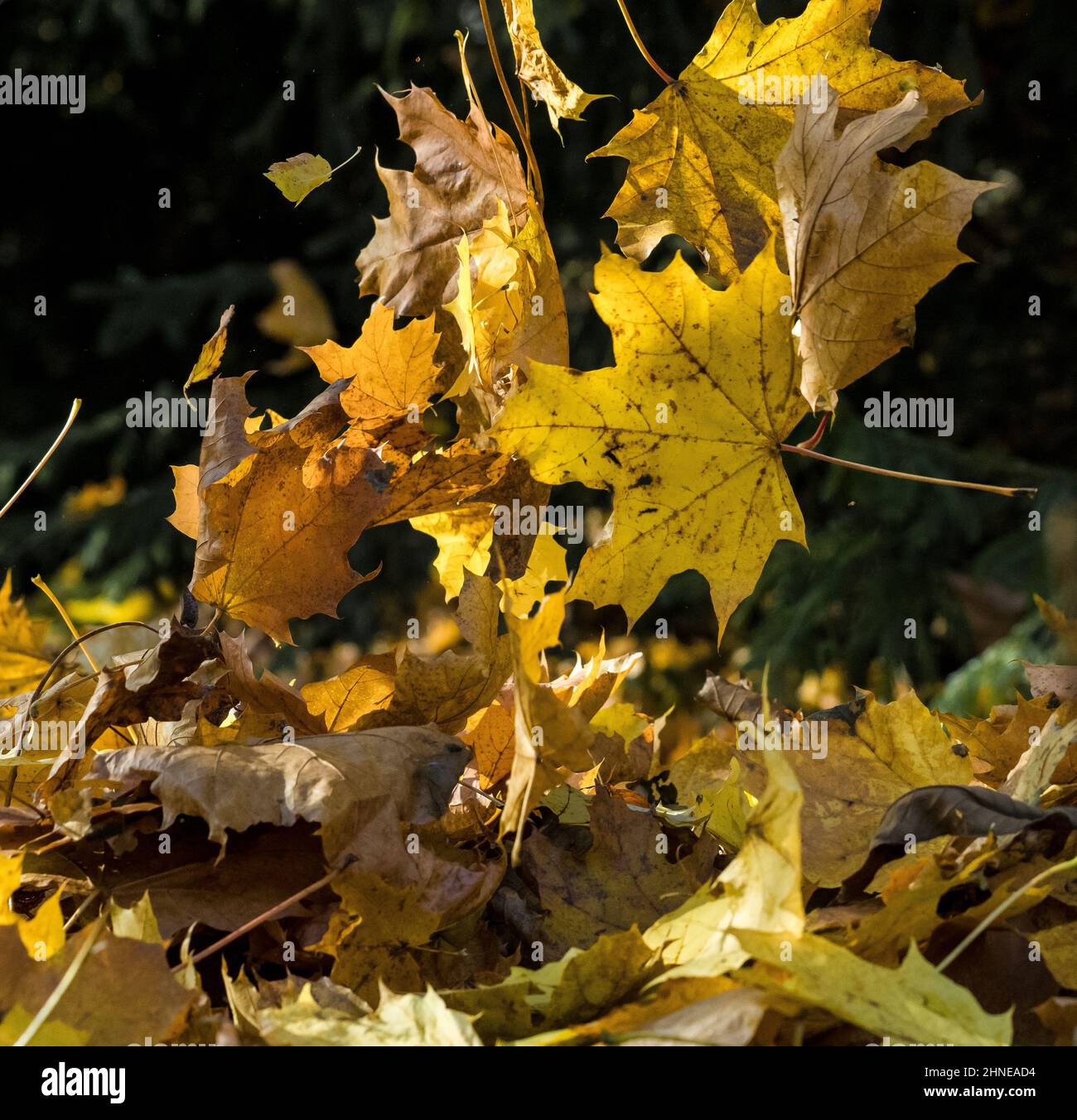 Chute de feuilles d'érable jaune par un jour d'automne ensoleillé Banque D'Images