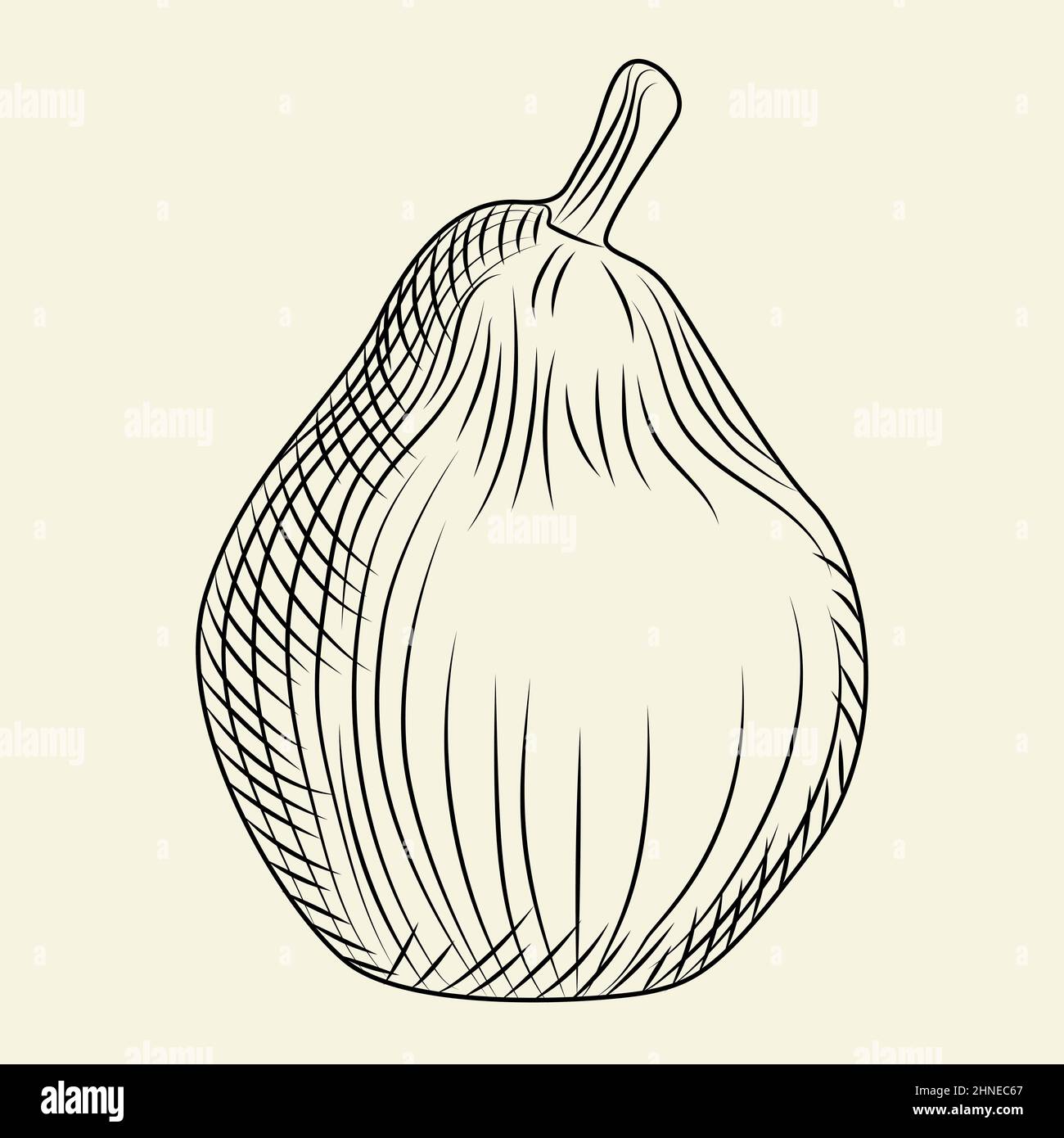 Poire dessinée à la main isolée sur fond. Gravure de style vintage. Illustration vectorielle Illustration de Vecteur