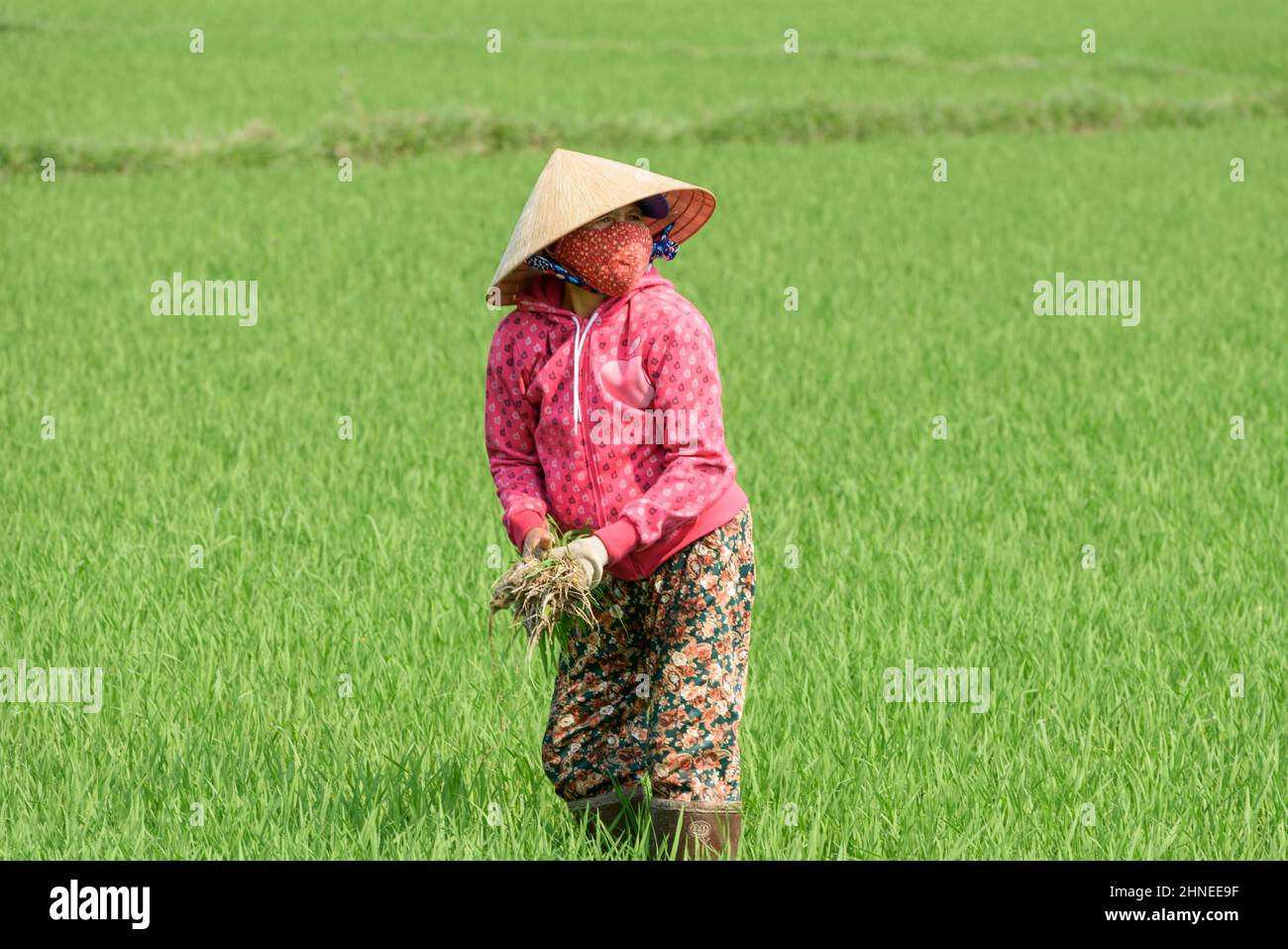 Une femme vietnamienne, portant un chapeau conique, plante du riz dans un rizières près de Hue, province de Thua Thien Hue, centre du Vietnam Banque D'Images