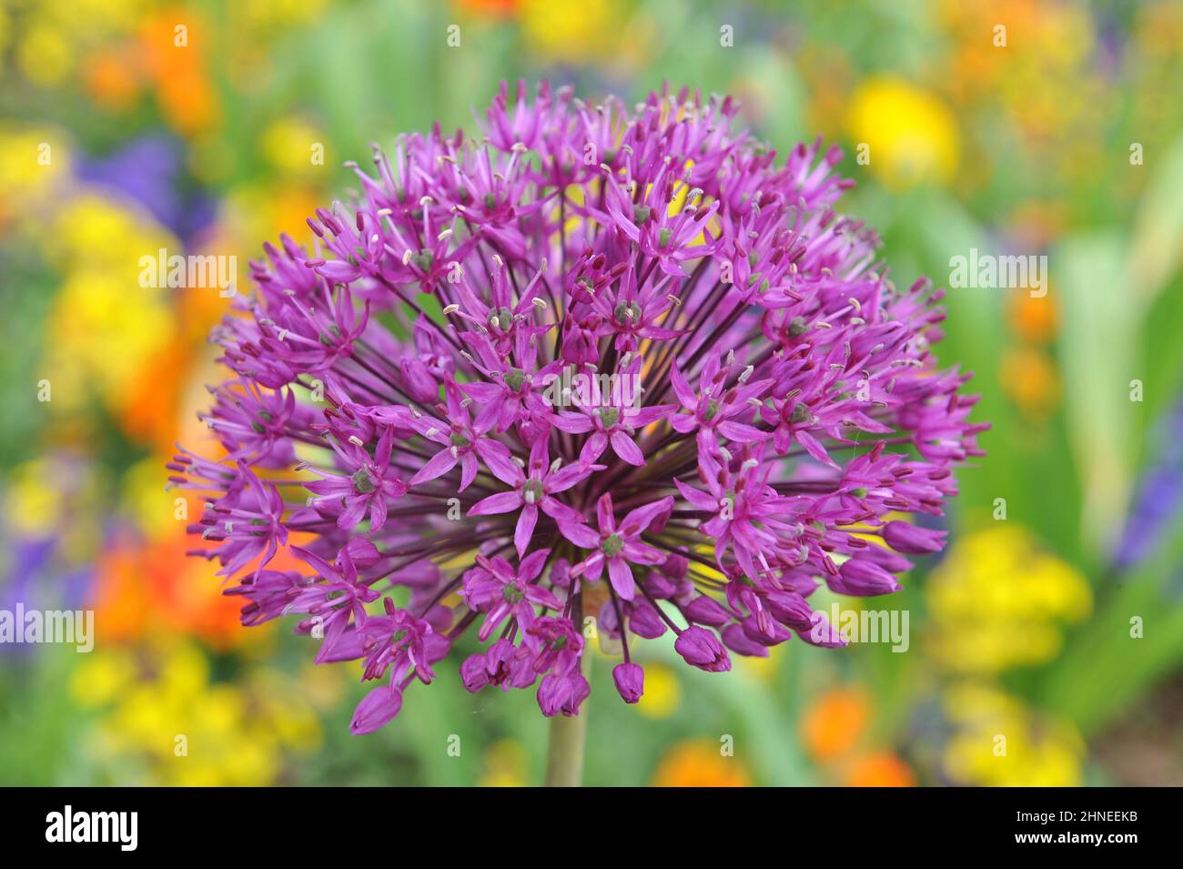 Allium aflatunense fleurit dans un jardin en mai Banque D'Images