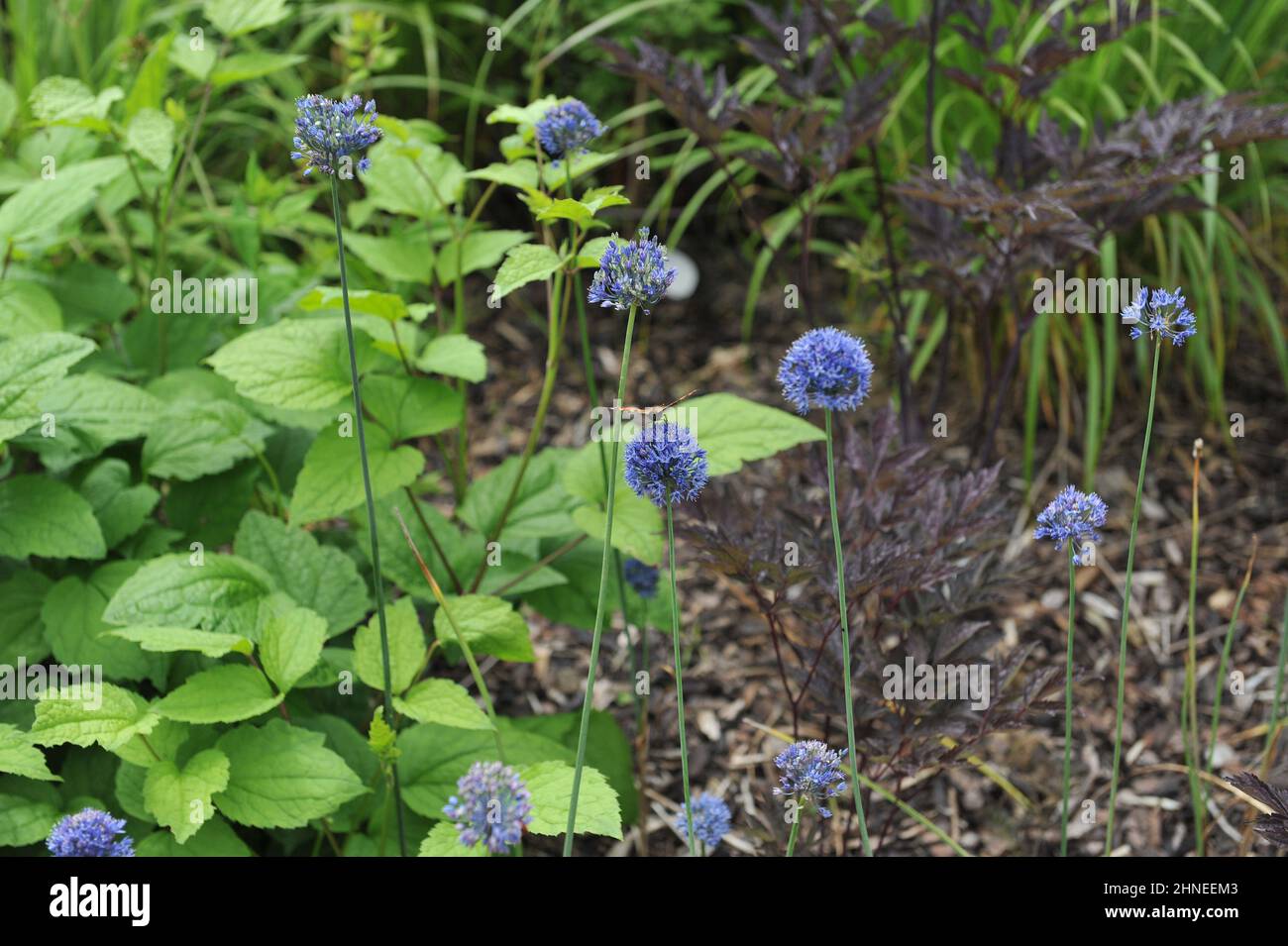 Un petit tortoiseshell (Aglais urticae) sur un ail fleuri à fleurs bleues (Allium caeruleum) dans un jardin en juin Banque D'Images