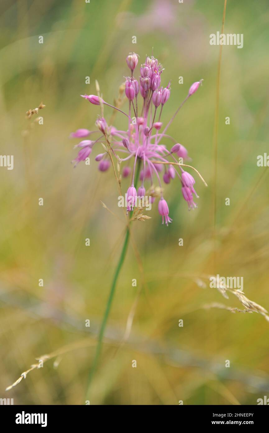 L'ail (Allium carinatum subsp. Pulchellum) s'épanouit dans un jardin en août Banque D'Images