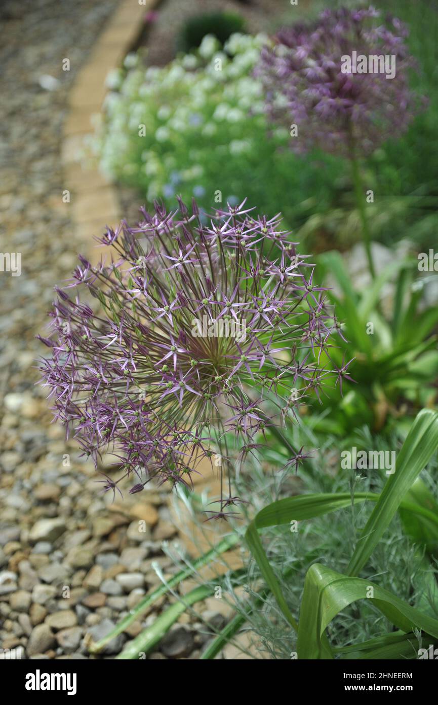 L'oignon perse ou l'étoile de Perse (Allium cristophii) fleurit dans un jardin im May Banque D'Images