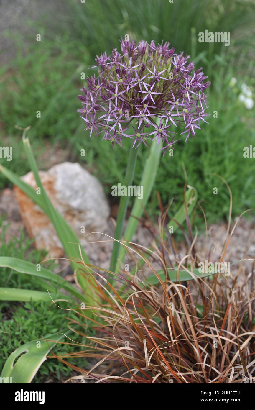 L'oignon perse ou l'étoile de Perse (Allium cristophii) fleurit dans un jardin im May Banque D'Images