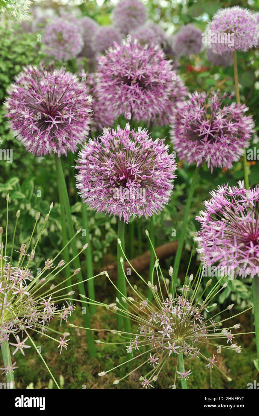 Allium jesdianum le premier empereur et Allium schubertii fleurissent lors d'une exposition en mai Banque D'Images