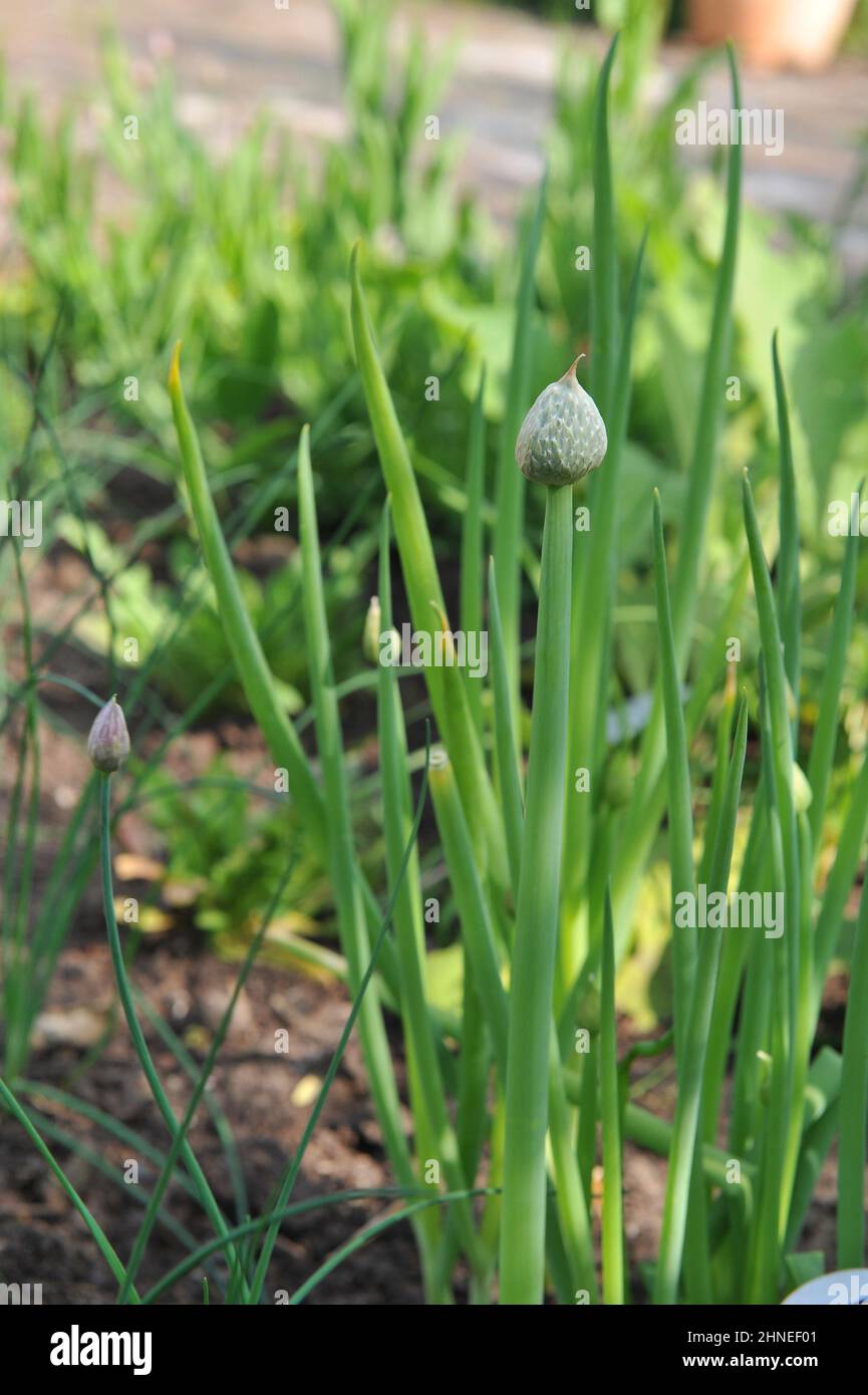 L'oignon gallois (Allium fistulosum) se prépare à fleurir dans un jardin en mai Banque D'Images