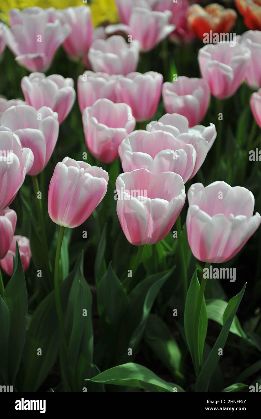 Tulipes de tulipe rose et blanc (Tulipa) Kasia fleurissent dans un jardin en  avril Photo Stock - Alamy