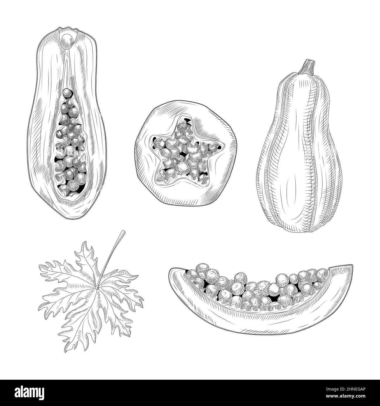 Ensemble de papaye de style dessiné à la main. Papaye entière, moitié et tranche. Fruits d'été pawpaw dessinés à la main. Design pour le menu du restaurant, le magasin, le marché, le repas Illustration de Vecteur