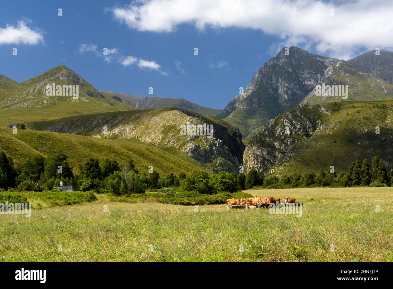 Vaches dans les prairies avec des montagnes derrière Banque D'Images