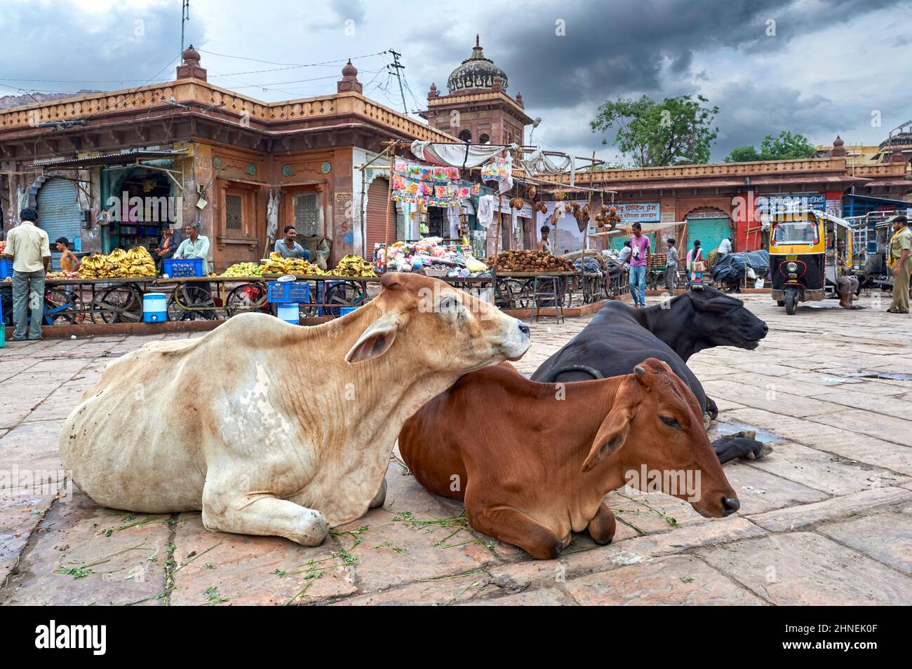 Inde Rajasthan Jodhpur. Marché Sardar Girdikot. Vaches saintes Banque D'Images
