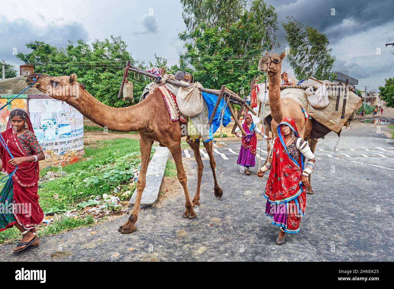 Inde Rajasthan. Retour au village avec des chameaux Banque D'Images