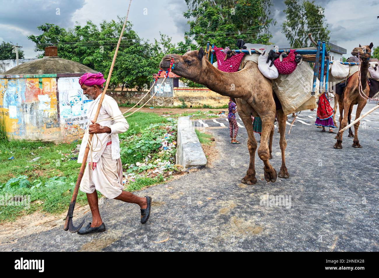 Inde Rajasthan. Retour au village avec des chameaux Banque D'Images