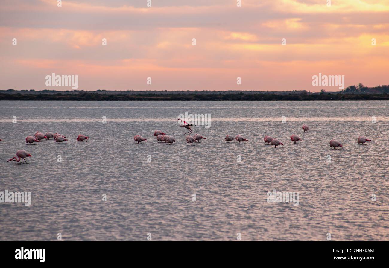 Flamants roses à l'Etang de Vic à Villeneuve-lès-Maguelone, dans le sud de la France Banque D'Images