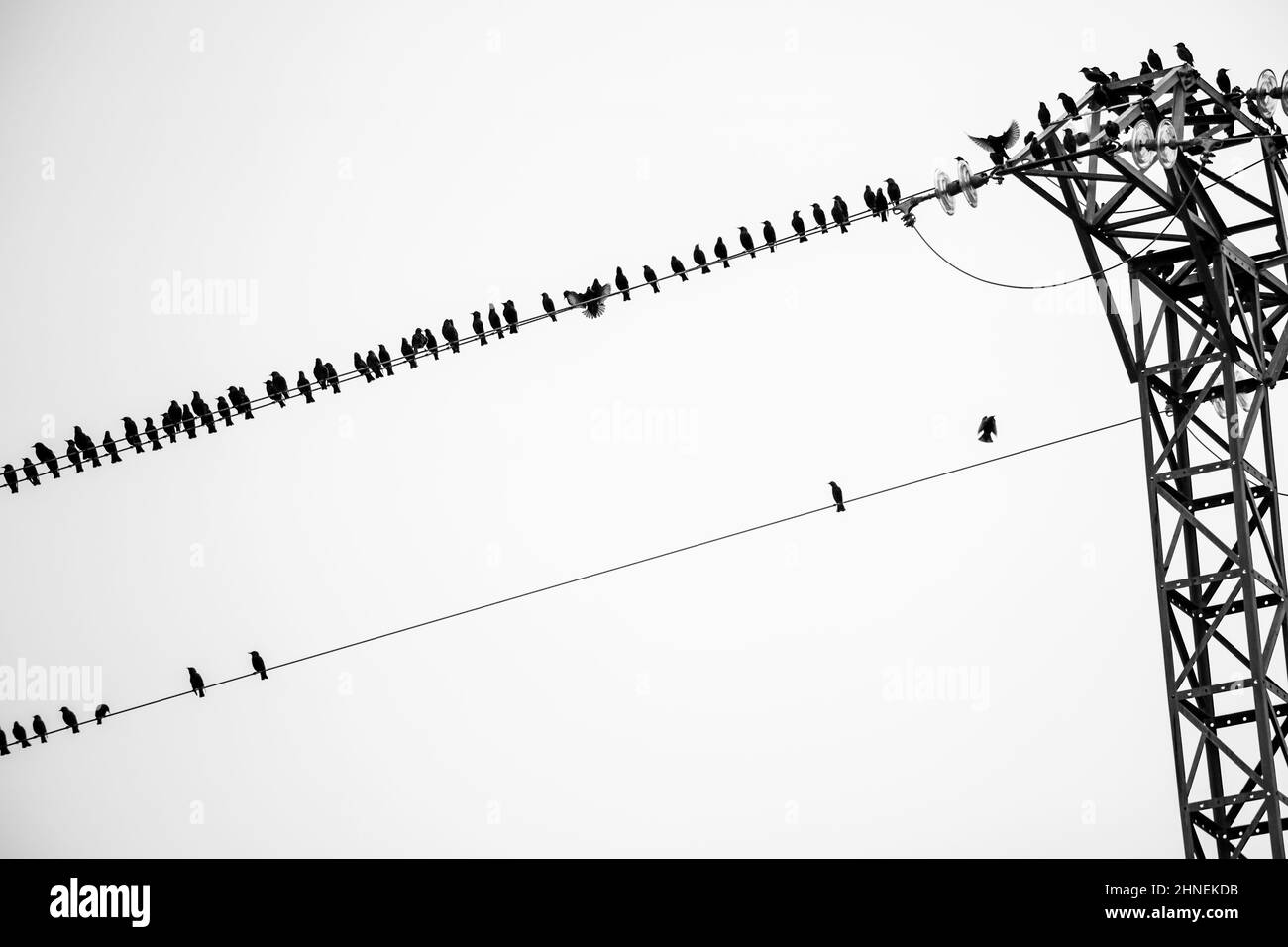 Le troupeau d'oiseaux qui se trouve à la mode est assis sur des lignes électriques haute tension Banque D'Images
