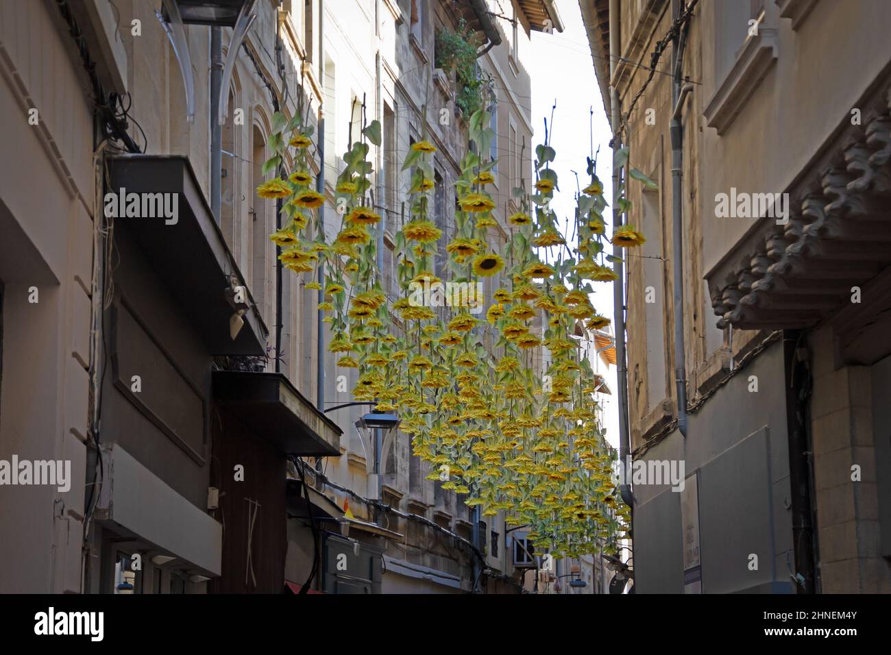 Allée d'Avignon avec des tournesols suspendus Banque D'Images