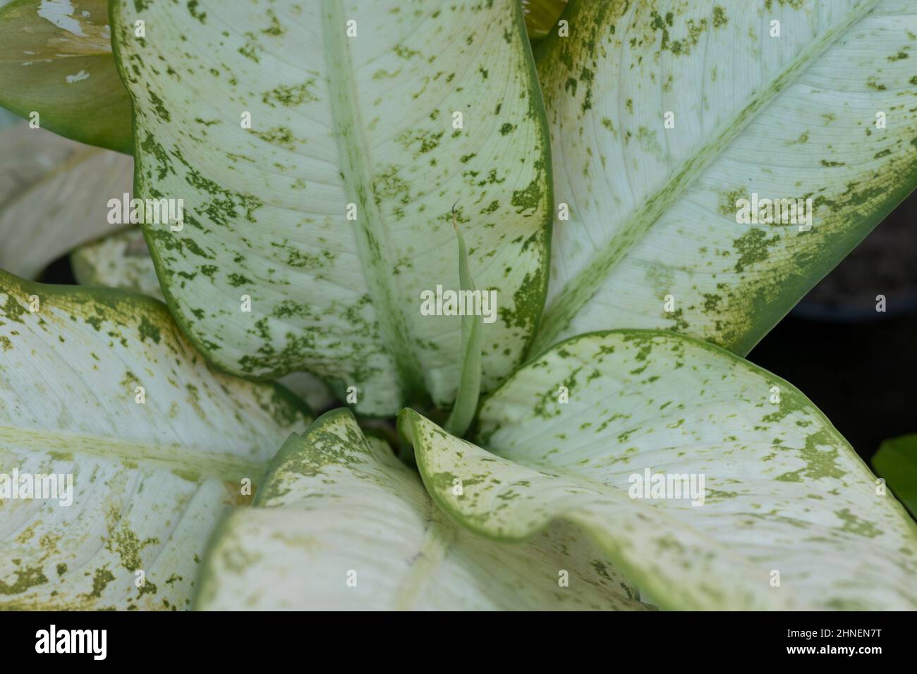 Dieffenbachia muet plantes de canne à gros plan Banque D'Images