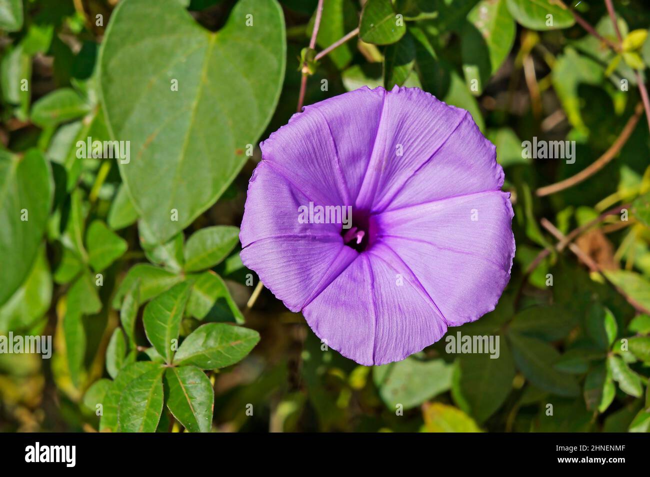 Lilas Morning Glory (Ipomoea bahiensis) Banque D'Images
