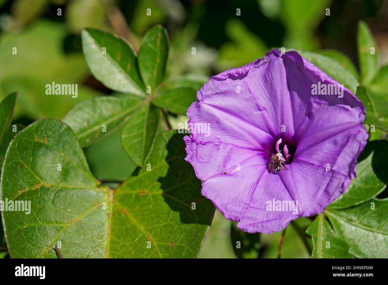 Lilas Morning Glory (Ipomoea bahiensis) Banque D'Images