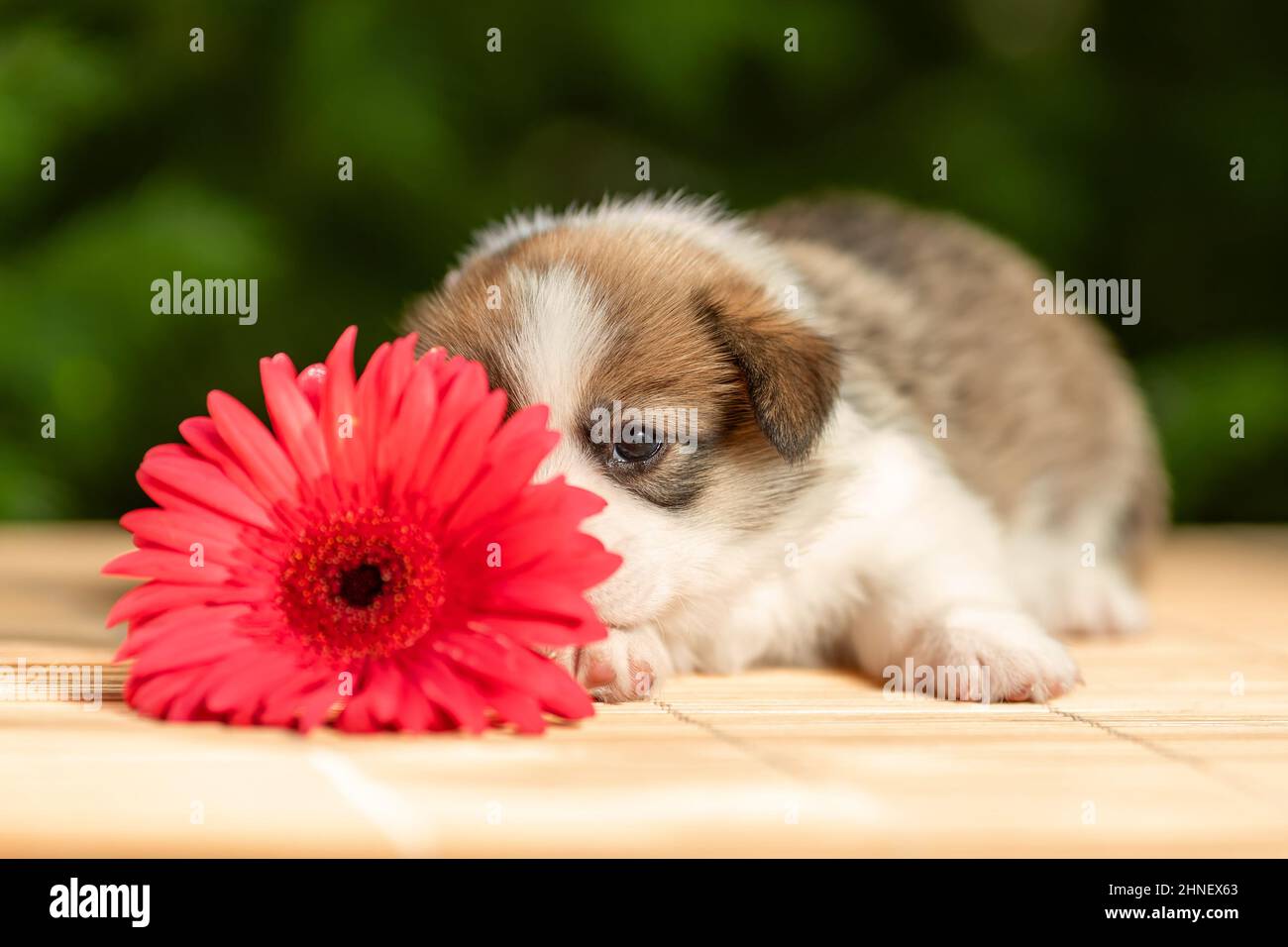 Timide drôle petit chiot de pembroke gallois corgi race chien couché à l'extérieur derrière la fleur rose Banque D'Images