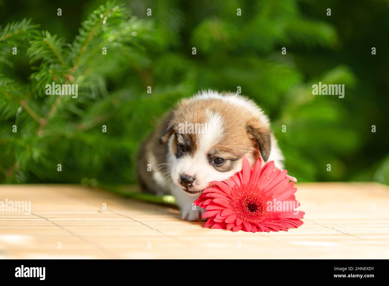 Drôle petit chiot de pembroke gallois chien de race corgi couché à l'extérieur dans le jardin vert près de fleur rose Banque D'Images