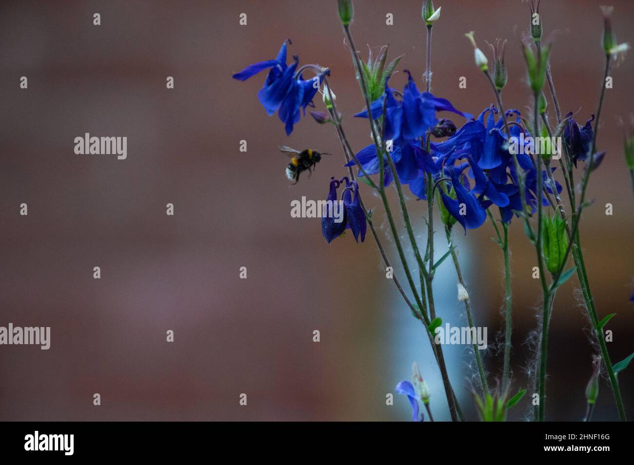 Abeille Banque D'Images