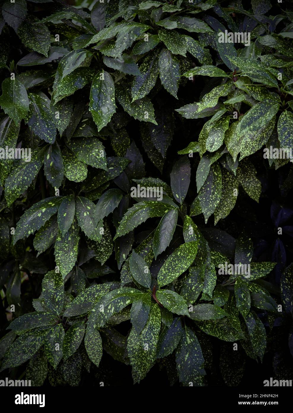 Plante à pois, feuilles à pois verts Banque D'Images