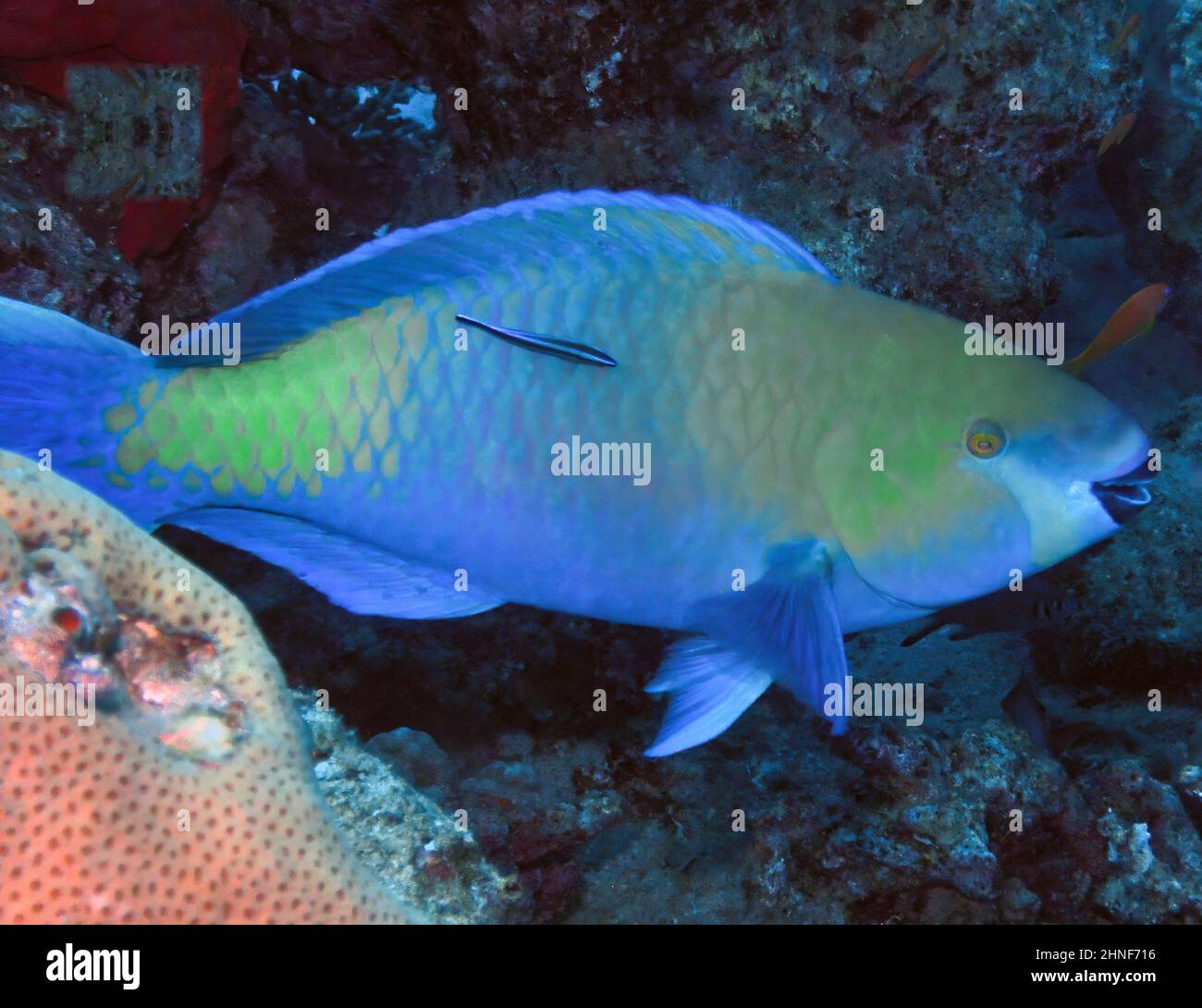 Un parrotfish rusty (Scarus ferrugineus) dans la mer Rouge, Egypte Banque D'Images