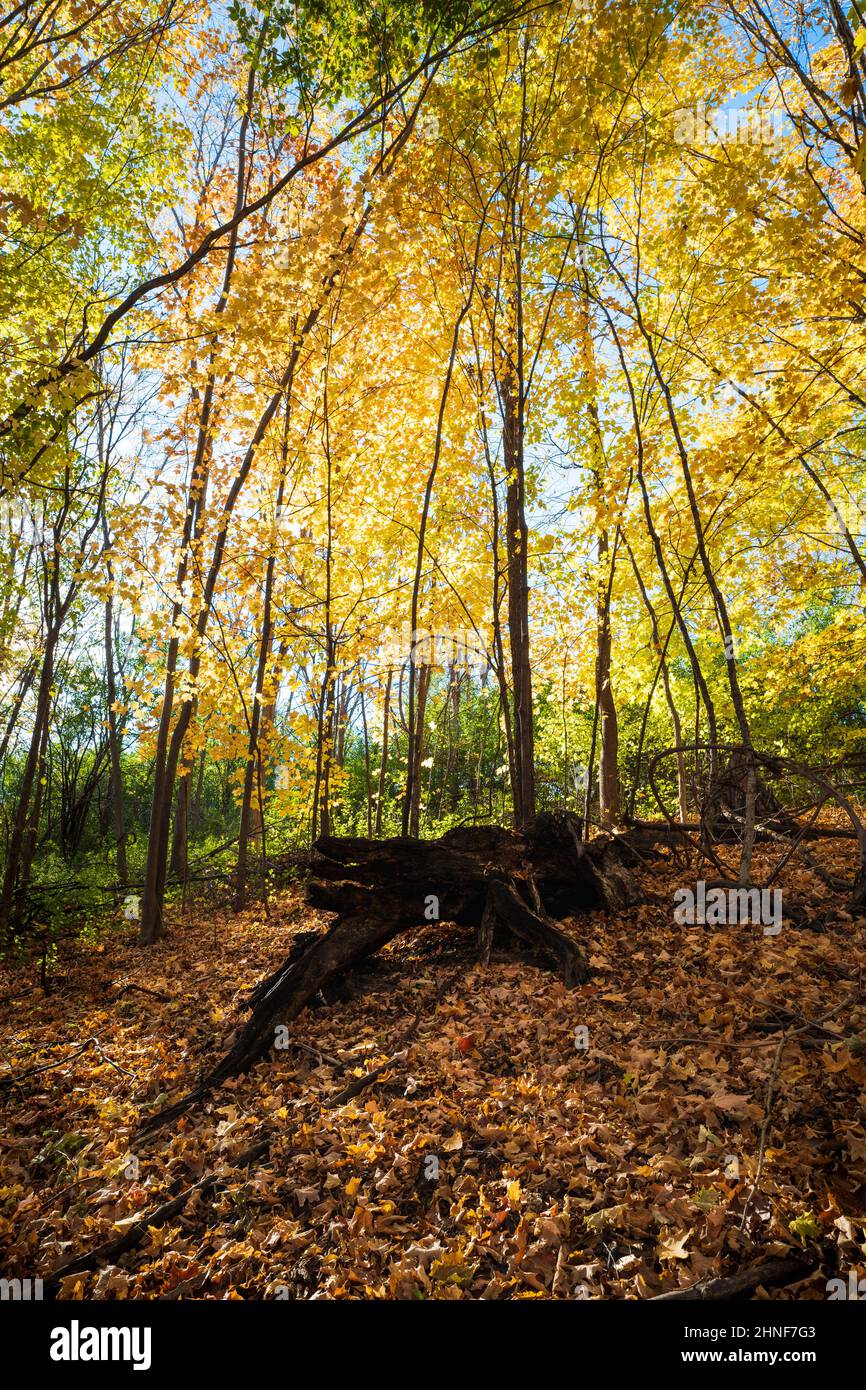 souche sombre dans un bosquet de bouleaux d'automne Banque D'Images