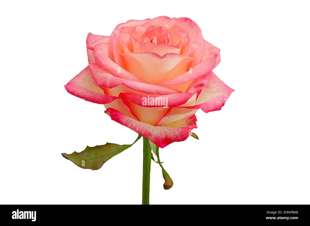 fleur rose isolée sur fond blanc, gros plan Banque D'Images