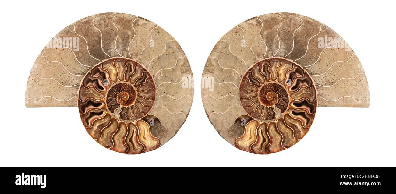 Ammonite , mollusque fossilisé préhistorique , animal marin éteint. Banque D'Images