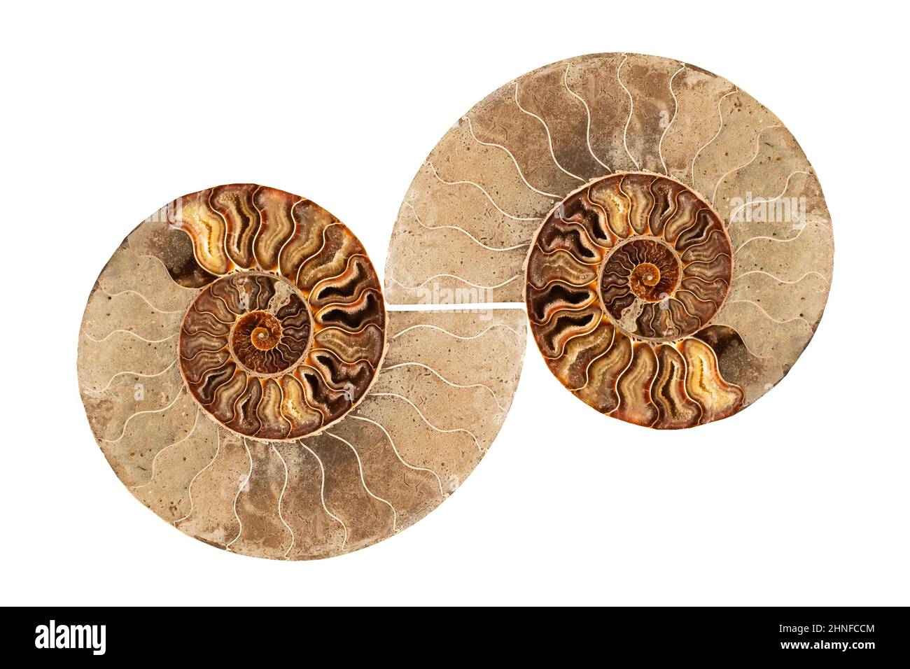 Ammonite , mollusque fossilisé préhistorique , animal marin éteint. Banque D'Images