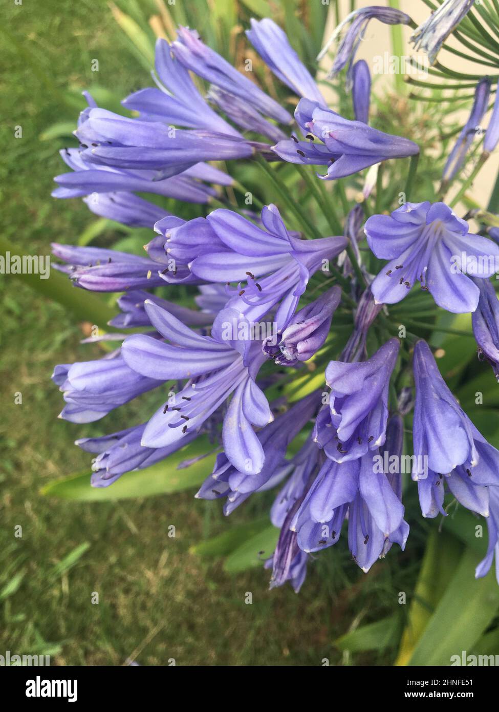 lily du nil. Agapanthus (nénuphars africains) Banque D'Images