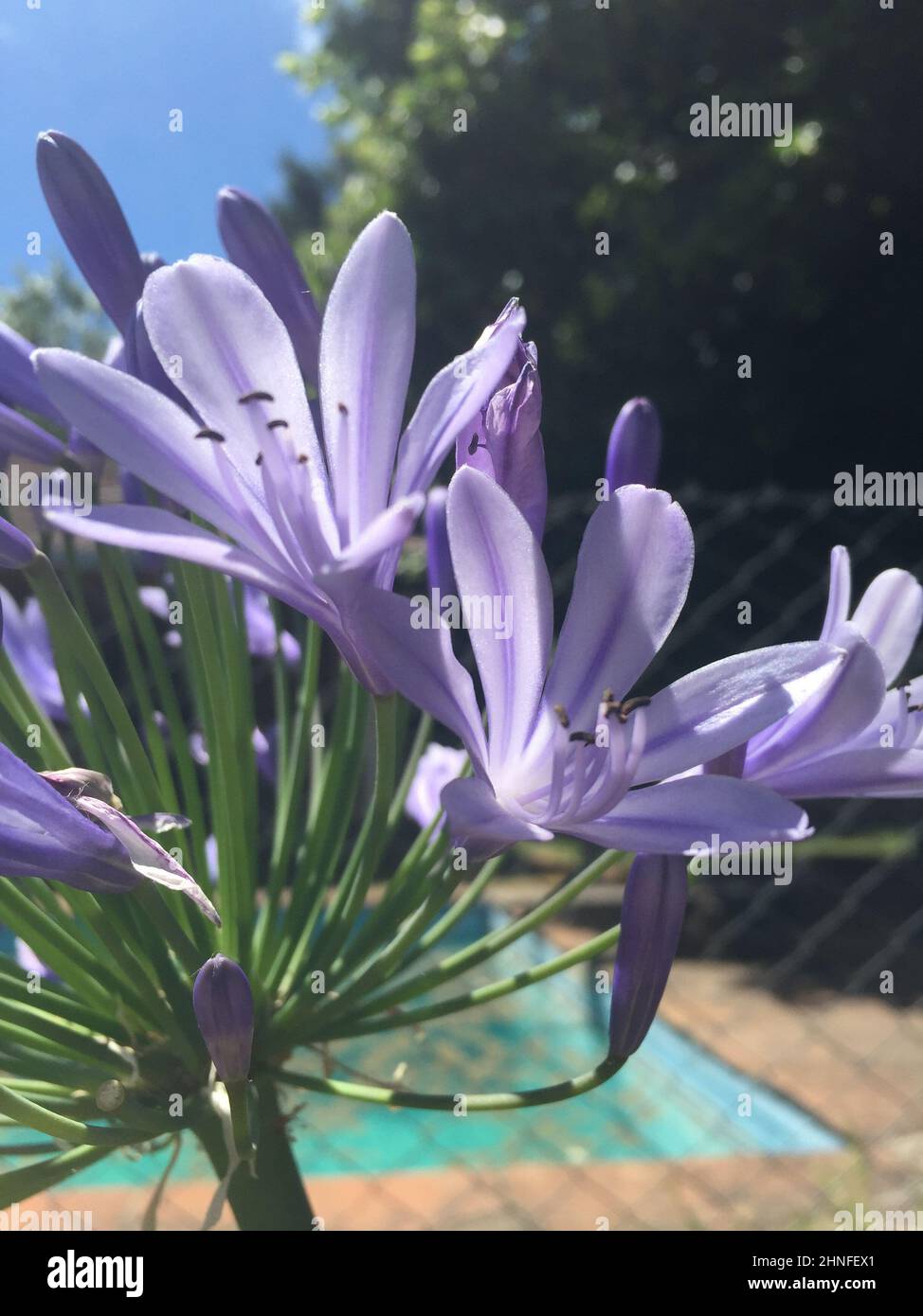 lily du nil. Agapanthus (nénuphars africains) Banque D'Images