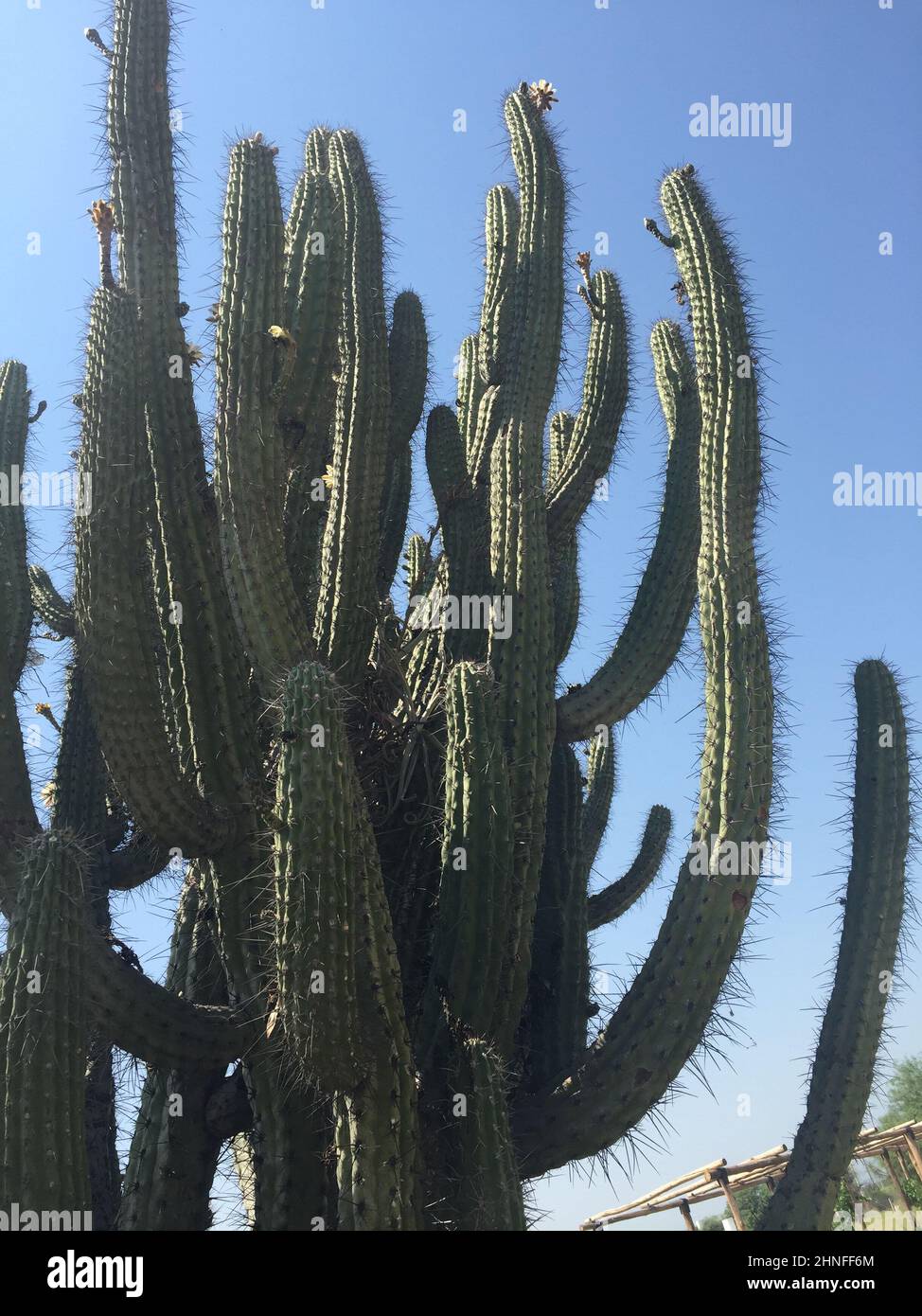 grands cactus sur ciel bleu Banque D'Images