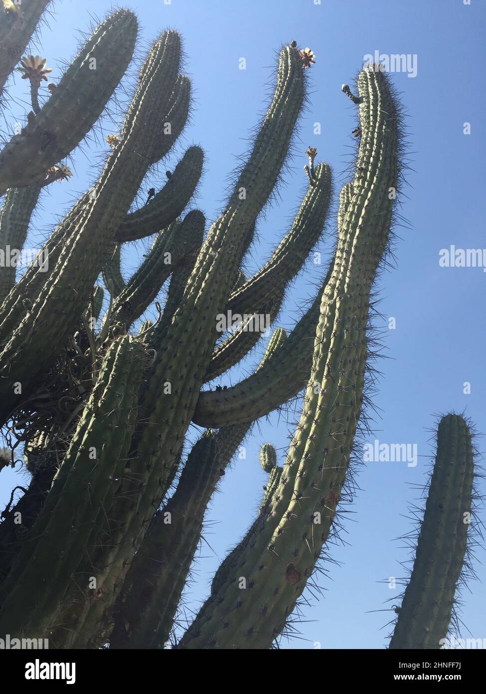 grands cactus sur ciel bleu Banque D'Images